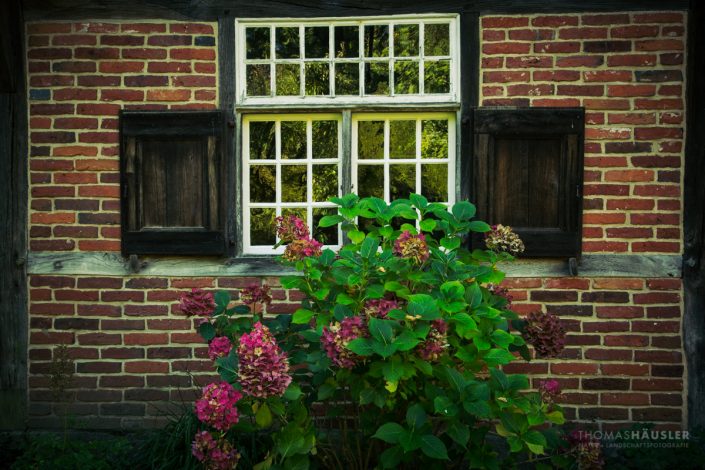 Ostwestfalen-Lippe- Alte Fensterläden mit Ziegelfachwerk und einer blühenden Hortensie