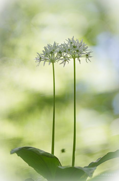 pflanzen - Zwei Blüten vom Bärlauch (Allium ursinum) im Gegenlicht
