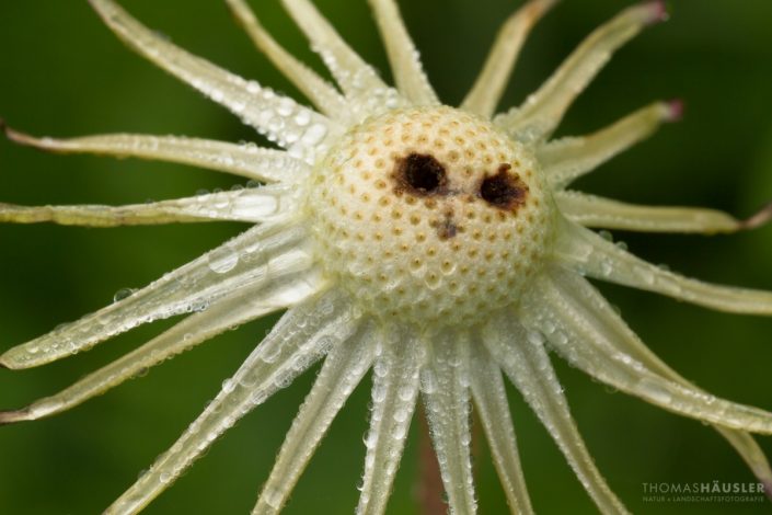 pflanzen - Das ist das, was am Ende der Pusteblume übrig bleibt und manchmal sieht es wie ein Gesicht aus.