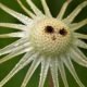 pflanzen - Das ist das, was am Ende der Pusteblume übrig bleibt und manchmal sieht es wie ein Gesicht aus.