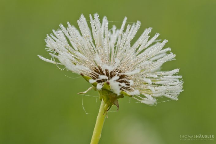 pflanzen - Pusteblume vom Gewöhnlichen Löwenzahn (Taraxacum sect. Ruderalia) mit Tautropfen.