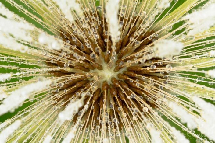 pflanzen - Gewöhnliche Löwenzahn (Taraxacum sect. Ruderalia) als Pusteblume von oben betrachet mit Tautropfen