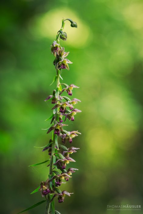 pflanzen - Der Blütenstand von der Breitblättrige Stendelwurz (Epipactis helleborine). Orchidee des Jahres 2006