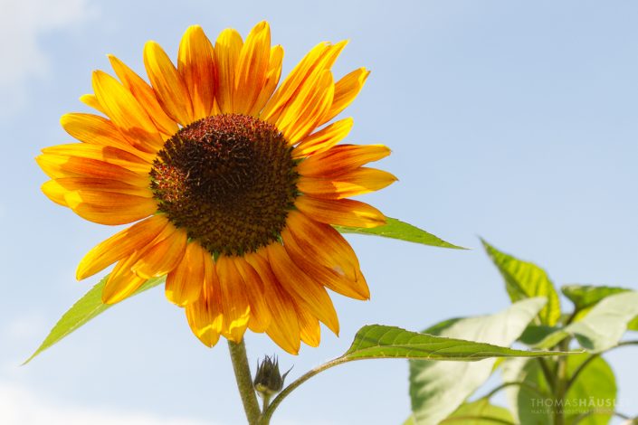 pflanzen - Eine Sonnenblume (Helianthus annuus) im Licht der Sonne