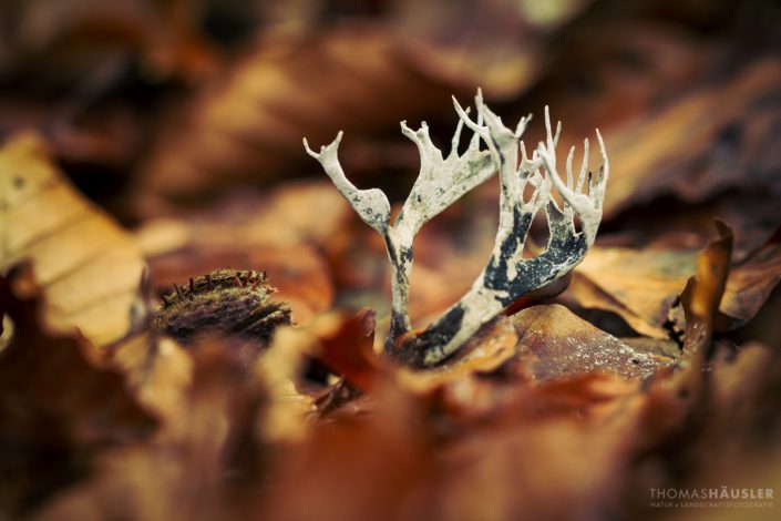 pilze - Die Geweihförmige Holzkeule (Xylaria hypoxylon) inmitten von herbstlich gefärbtem Laub.
