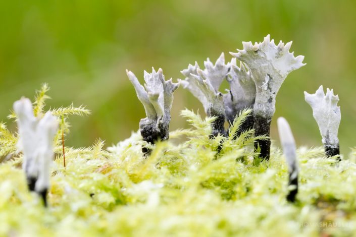 pilze - Eine Gruppe Geweihförmige Holzkeule (Xylaria hypoxylon) auf Moos stehend.