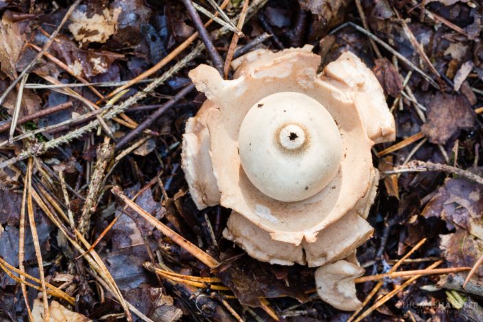 pilze - Der Halskrausen-Erdstern (Geastrum triplex) ist eine Pilzart aus der Familie der Erdsternverwandten. Er bevorzugt Kalkböden in Laubwäldern, ist in Europa weit verbreitet, aber selten. Der Halskrausen-Erdstern ist ungenießbar.