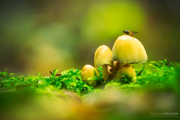 pilze - Eine Fliege ist auf einem Hut von einem Pilz der zu einer kleinen Gruppe gehört, auf Moos stehend.