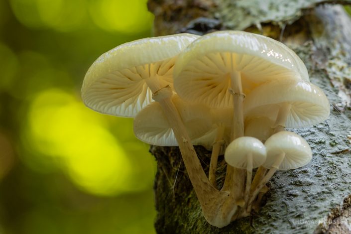 pilze - Eine Gruppe des Buchen- oder Beringte Schleimrübling (Oudemansiella mucida) an einem Baumstamm.
