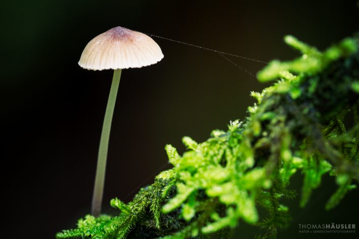pilze - Ein kleiner Pilz steht auf einem dünnen, bemoosten Ast und am Hut sieht man einen Spinnenfaden.