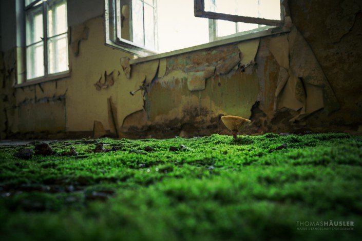 Lost Places - Pilz auf einem Teppich aus Moos