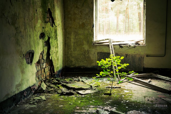 Lost Places - Ein kleiner Baum in einem Gebäude