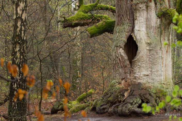 Bäume- Eichenstamm mit Loch, auch als Kamineiche bezeichnet, im Urwald Sababurg im Reinhardswald
