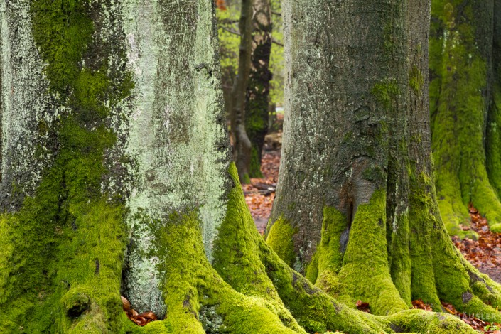 Bäume-Bemooste Stämme von Rotbuchen (Fagus sylvatica) im Urwald Sababurg im Reinhardwald