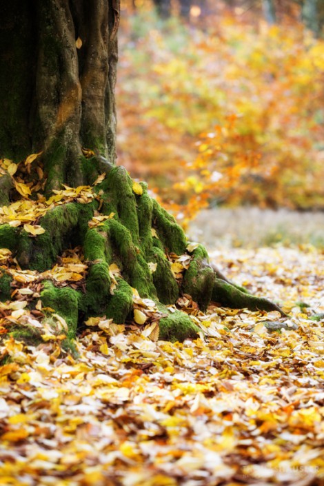 Bäume-Alter Baum mit vielen verdrehten Luftwurzeln und Herbstlaub im Urwald Sababurg im Reinhardswald