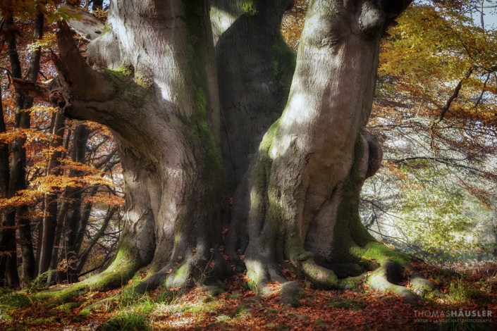 Bäume-Dreistämmiger zusammen gewachsener Stamm einer Rotbuche (Fagus sylvatica) mit Herbstlaub im Urwald Sababurg im Reinhardswald