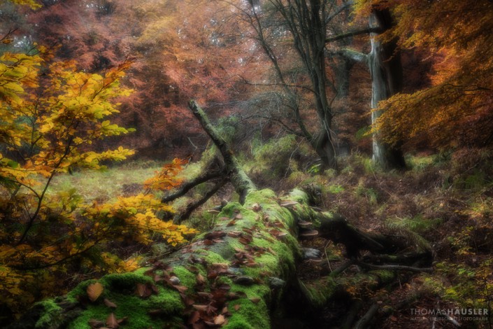 Bäume-Herbstliche Farben im Wald im Urwald sababurg im Reinhardswald