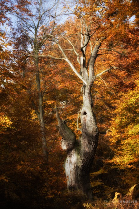 Bäume-Alter Buchenstamm im Herbst im Urwald Sababurg im Reinhardswald