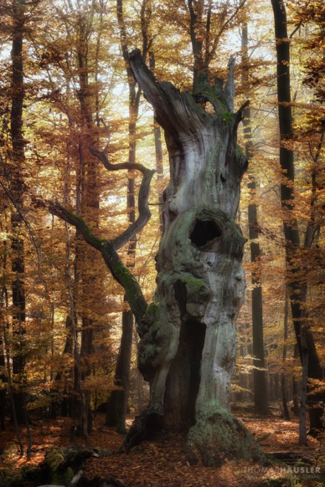 Bäume-Alte, von innen hohle Eiche im Herbst im Urwald Sababurg im Reinhardswald