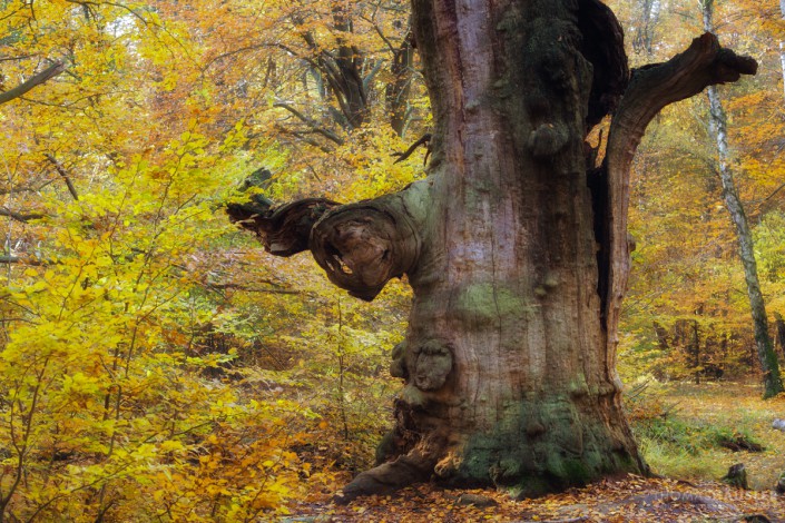 Bäume-Alte Eiche, aufrecht verrottend im Urwald Sababurg im Reinhardswald