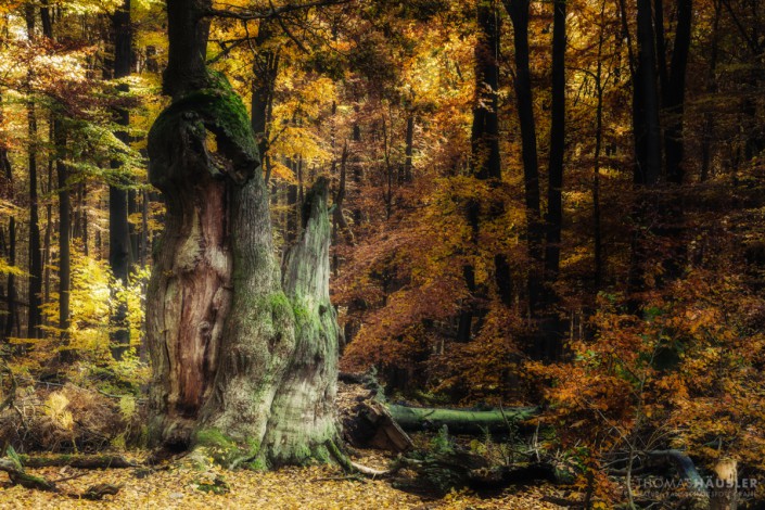 Bäume-Reste eines alten Baumes mit Herbstlaub im Urwald Sababurg im Reinhardswald