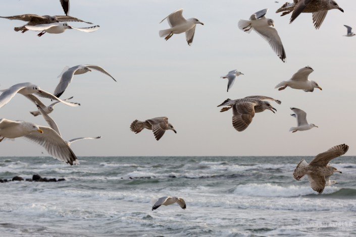 deutschland - Silbermoewen und Lachmoewen im Winterkleid fliegen über das Wasser, die Ostsee.