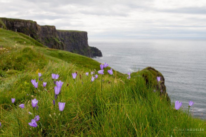 Irland - die Cliffs of Moher (irisch Aillte an Mhothair) sind die bekanntesten Steilklippen Irlands. Sie liegen an der Südwestküste der irischen Hauptinsel im County Clare nahe den Ortschaften Doolin (nördlich der Klippen) und Liscannor (südlich der Klippen).