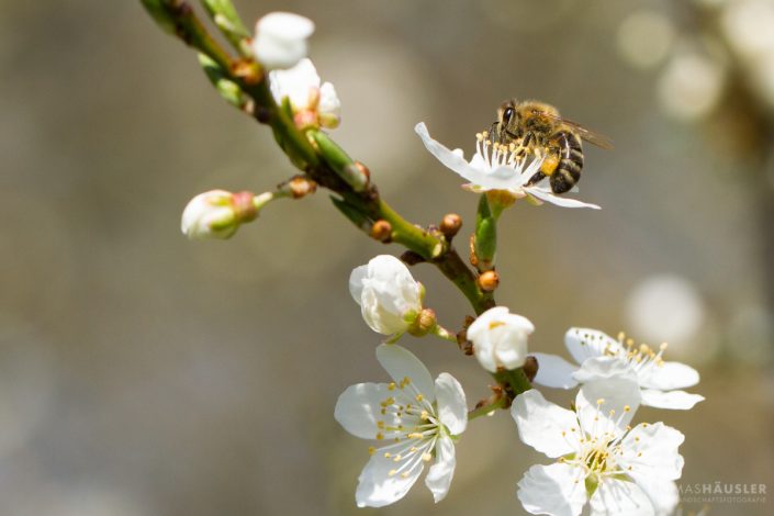 Insekten - nahaufnahme honigbiene auf einer apfelblüte