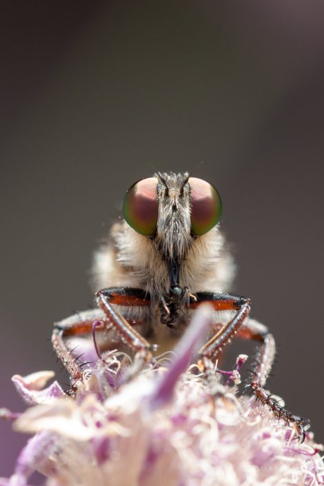 Insekten - makro kopf einer raubfliege auf einer blüte