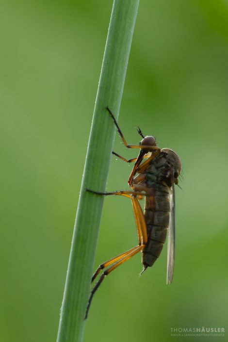 Insekten - seitliche nahaufnahme tanzfleige an einem grashalm