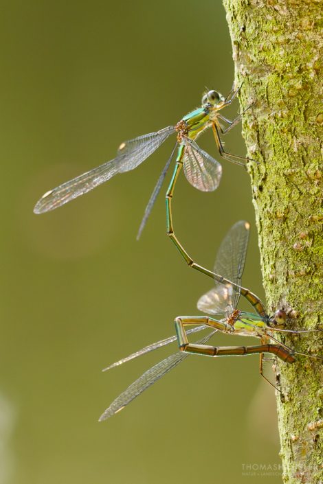 Insekten - makro gemeine weidenjungfer paarung am baumstamm