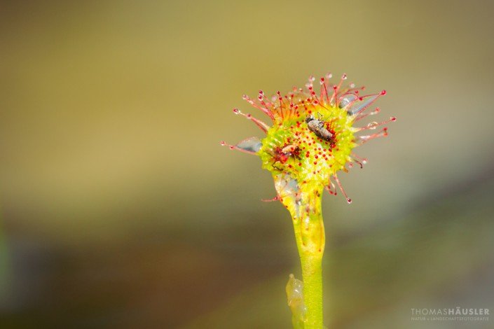 pflanzen - Ein Blatt vom Rundblättrige Sonnentau (Drosera rotundifolia) mit Beute