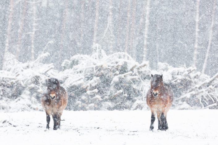 sonstige Tiere -zwei exmoorponys im schneegestöber