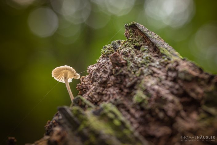 pilze - Kleiner Pilz auf einem alten Baumstamm
