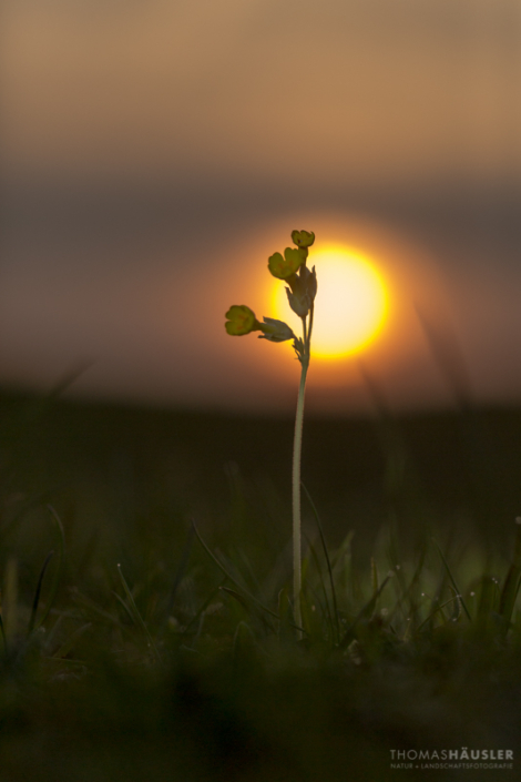 pflanzen - Echte Schlüsselblume (Primula veris) vor der Abendsonne