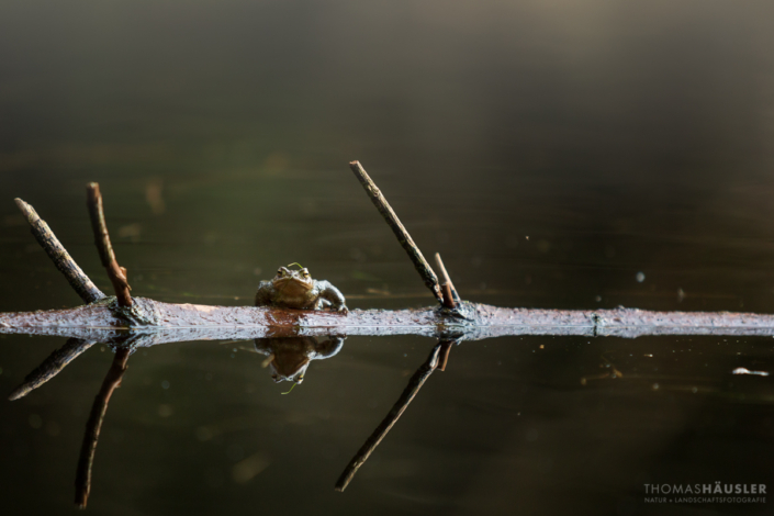 sonstige Tiere -erdkröte sitzt auf einem ast im wasser