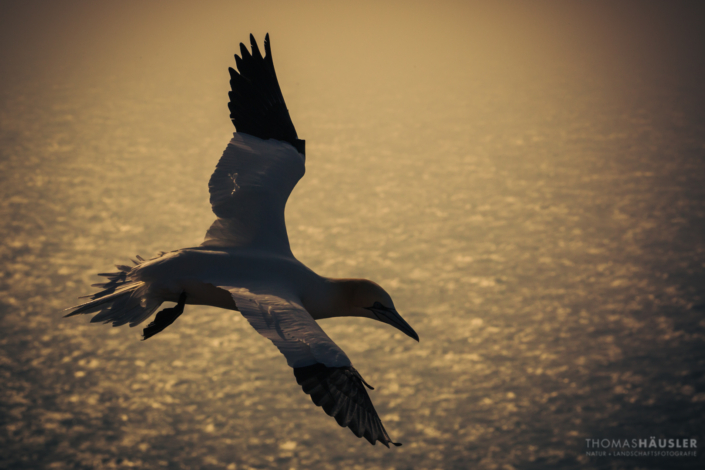 vögel -Basstölpel (Morus bassanus) auf Helgoland im Flug im abendlichen Gegenlicht