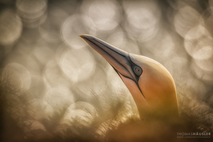 vögel Basstölpel (Morus bassanus) auf Helgoland